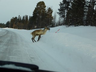 トナカイが道路を横断中